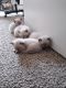Siamese Cats for sale in Vernon Hills, IL, USA. price: $300