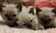 Siamese Cats for sale in Louisville, KY, USA. price: $600