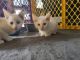 Siamese Cats for sale in Hamlin, NY, USA. price: $200
