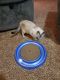 Siamese Cats for sale in Wichita, KS, USA. price: $25