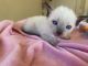 Siamese Cats for sale in Grifton, NC, USA. price: NA