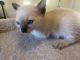 Siamese Cats for sale in Grifton, NC, USA. price: $600