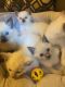 Siamese Cats for sale in Port Charlotte, FL, USA. price: $650