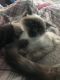 Siamese Cats for sale in Detroit, MI, USA. price: $900
