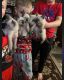 Siamese Cats for sale in Springfield, IL, USA. price: $400