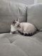 Siamese Cats for sale in Federal Way, WA 98001, USA. price: $250