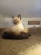 Siamese Cats for sale in Madison, WI, USA. price: $800