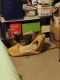 Siamese Cats for sale in Cuyahoga Falls, OH, USA. price: $100