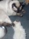 Siamese Cats for sale in Salem, OR, USA. price: $50