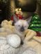 Siamese Cats for sale in Philadelphia, Pennsylvania. price: $500
