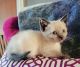 Siamese Cats for sale in Harlem, GA 30814, USA. price: $500