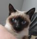 Siamese Cats for sale in Canton, OH, USA. price: $500