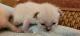 Siamese Cats for sale in Port Huron, Michigan. price: NA