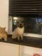 Siamese Cats for sale in Stamford, Connecticut. price: $3,500