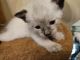 Siamese Cats for sale in Port Huron, Michigan. price: NA