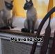 Siamese Cats