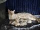 Siamese Cats for sale in Bismarck, North Dakota. price: $500