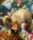 Siamese Cats for sale in Port Charlotte, FL, USA. price: $650