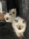 Siamese Cats for sale in Chantilly, Virginia. price: $1,000