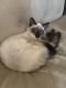 Siamese Cats for sale in Albany, New York. price: $300
