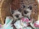 Siamese Cats for sale in Wise, Virginia. price: $200