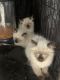Siamese Cats for sale in Chantilly, Virginia. price: $1,500
