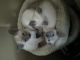 Siamese Cats for sale in Lexington, KY, USA. price: NA