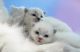 Siamese Cats for sale in Virginia Beach, VA, USA. price: NA