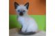 Siamese Cats for sale in Chelsea, MA 02150, USA. price: NA