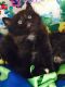 Siamese Cats for sale in San Bernardino, CA, USA. price: $30