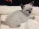Siamese Cats for sale in Bloomington, IN, USA. price: NA