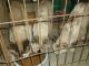 Siamese Cats for sale in Dennison, OH 44621, USA. price: $75