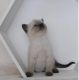 Siamese Cats for sale in Rochester, NY, USA. price: NA