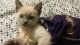 Siamese Cats for sale in Gresham, OR, USA. price: $300