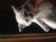Siamese Cats for sale in Tipton, IN 46072, USA. price: NA