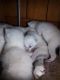 Siamese Cats for sale in Parker, PA 16049, USA. price: NA