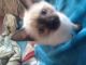 Siamese Cats for sale in Gary, IN, USA. price: NA
