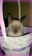 Siamese Cats for sale in Ashtabula, OH 44004, USA. price: NA