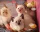 Siamese Cats for sale in Woodhaven, Queens, NY, USA. price: NA