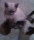 Siamese Cats for sale in Stafford Springs, Stafford, CT 06076, USA. price: $275