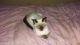 Siamese Cats for sale in Moorpark, CA 93021, USA. price: NA