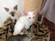 Siamese Cats for sale in Los Angeles, CA, USA. price: NA