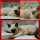 Siamese Cats for sale in Middleburg, PA 17842, USA. price: NA