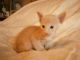 Siamese Cats for sale in Houston, TX, USA. price: NA