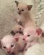 Siamese Cats for sale in Carlsbad, CA, USA. price: NA