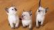 Siamese Cats for sale in Colorado Springs, CO, USA. price: NA