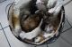 Siamese Cats for sale in Indianapolis, IN, USA. price: NA