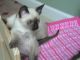 Siamese Cats for sale in Chicago, IL, USA. price: NA