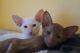 Siamese Cats for sale in Birmingham, AL, USA. price: NA