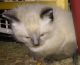 Siamese Cats for sale in Garden City, MI, USA. price: $200